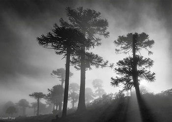 Fotografía en blanco y negro con siluetas de árboles de araucaria en un terreno con niebla densa y rayos de luz solar
