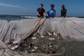 Tres personas con guantes sostienen una red grande con mantarrayas pequeñas en la orilla de una playa. Al fondo, el océano y el cielo azul