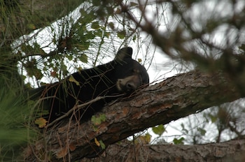 Un oso negro recostado sobre la rama gruesa de un pino entre hojas y acículas verdes