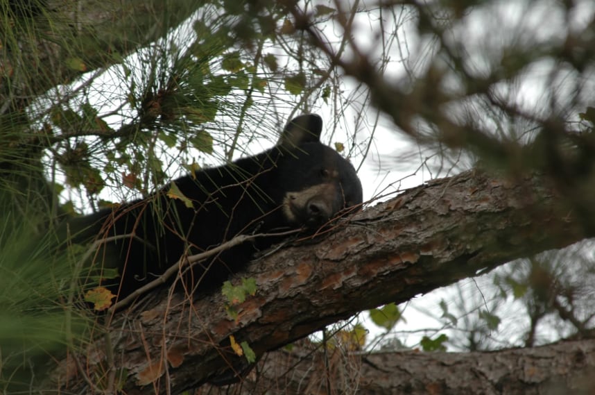 Florida volverá a habilitar la caza de osos negros en diciembre bajo un esquema que ya no contempla instancias de discusión pública (Florida Fish and Wildlife Conservation Commission)