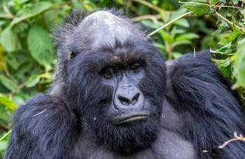 Los esfuerzos de conservación dan