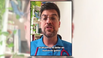 Juanjo, veterinario: “En la naturaleza, los gatos fingen que no tienen dolor o que están enfermos. Por eso, hay que identificar cuándo les pasa algo”