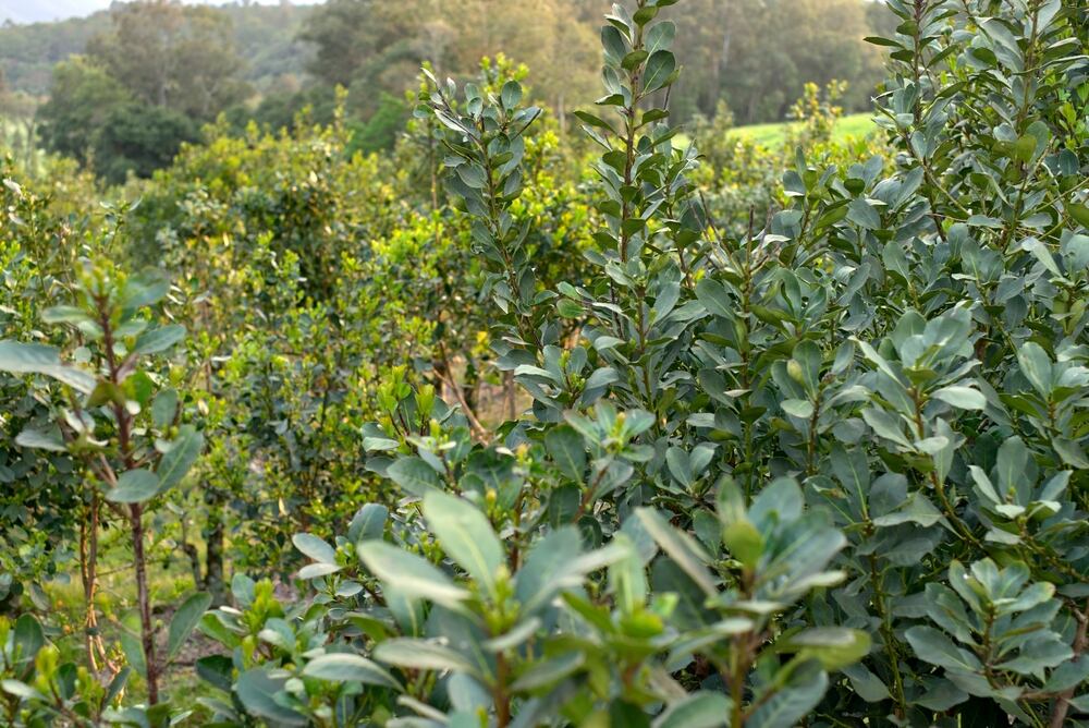 La yerba mate no sólo necesita condiciones agrícolas específicas: también depende de transporte, infraestructura, procesos industriales y una red de distribución que conecta zonas productivas con miles de puntos de venta en el país (Foto: Shutterstock)
