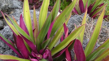 El maguey morado también es