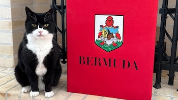 Palmerston, el carismático gato del