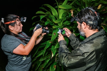 Rana del nacimiento, nueva especie de anfibio descubierta en Costa Rica