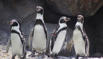 Omnilife apoya el recinto de los pingüinos desde 2024 en una alianza con el Zoológico La Aurora centrada en bienestar animal y educación para la conservación.