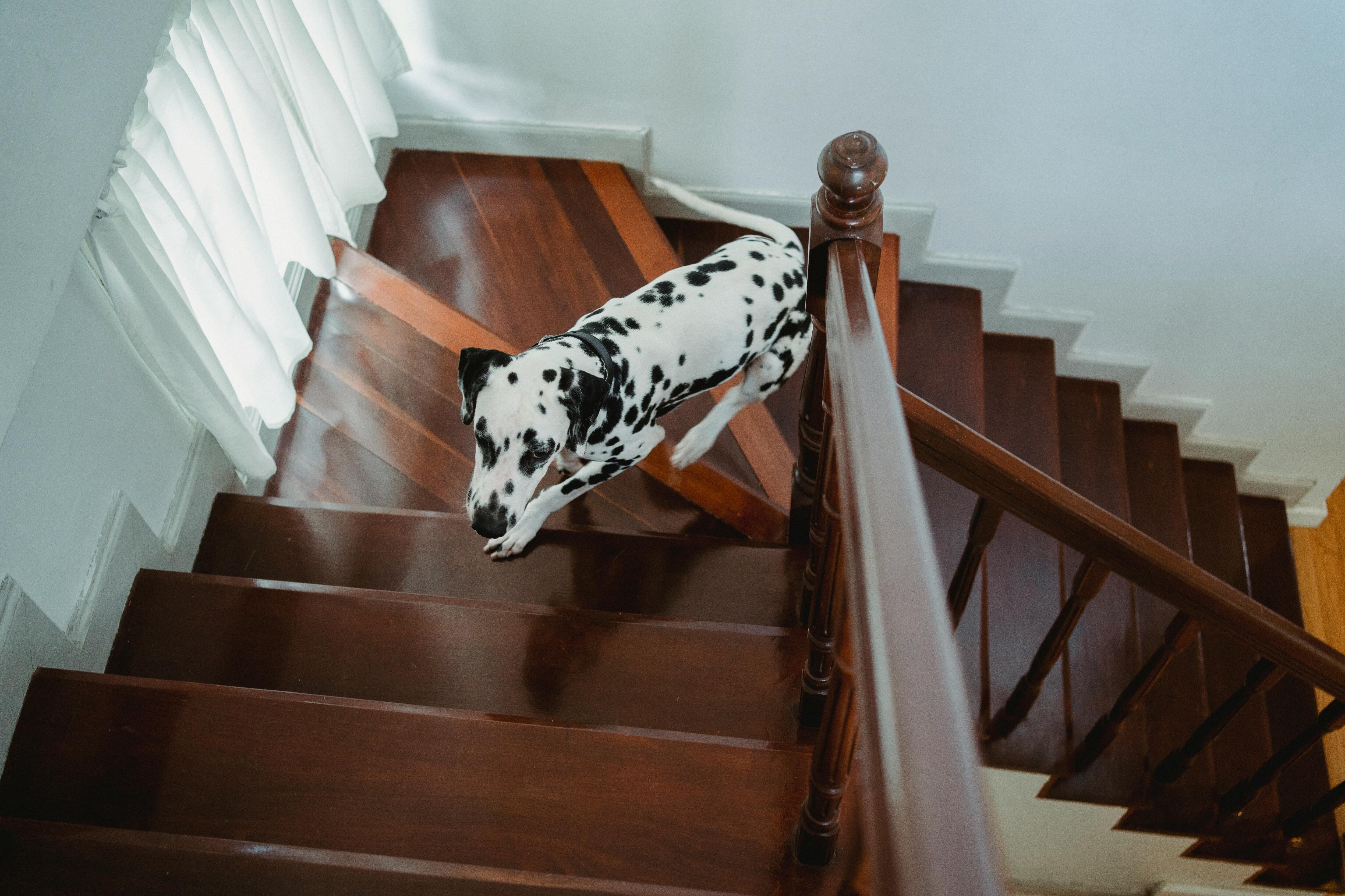 Un perro sube las escaleras. (Pexels)