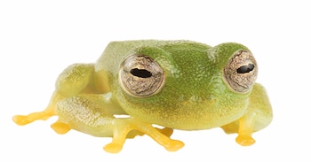 A secret from a hidden world: A new glassfrog of the genus Nymphargus (Anura: Centrolenidae) from Cordillera del Cóndor, Ecuador
Mylena V. Masache-Sarango , (Masache et. al., 2026)