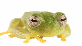 Identifican una nueva especie de rana de cristal en Ecuador y la nombran en honor a una campeona olímpica