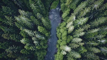 Si los bosques jóvenes alcanzan