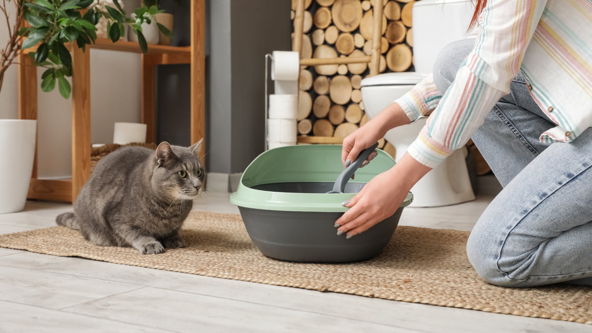 Una mujer limpia el arenero de su gato. (Canva)