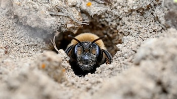 Descubren más de 5 millones de abejas subterráneas bajo un cementerio histórico en Nueva York