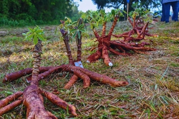 Varieades de mandioca: el equipo