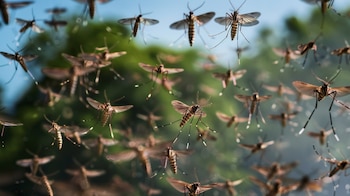El dengue, transmitido por mosquitos