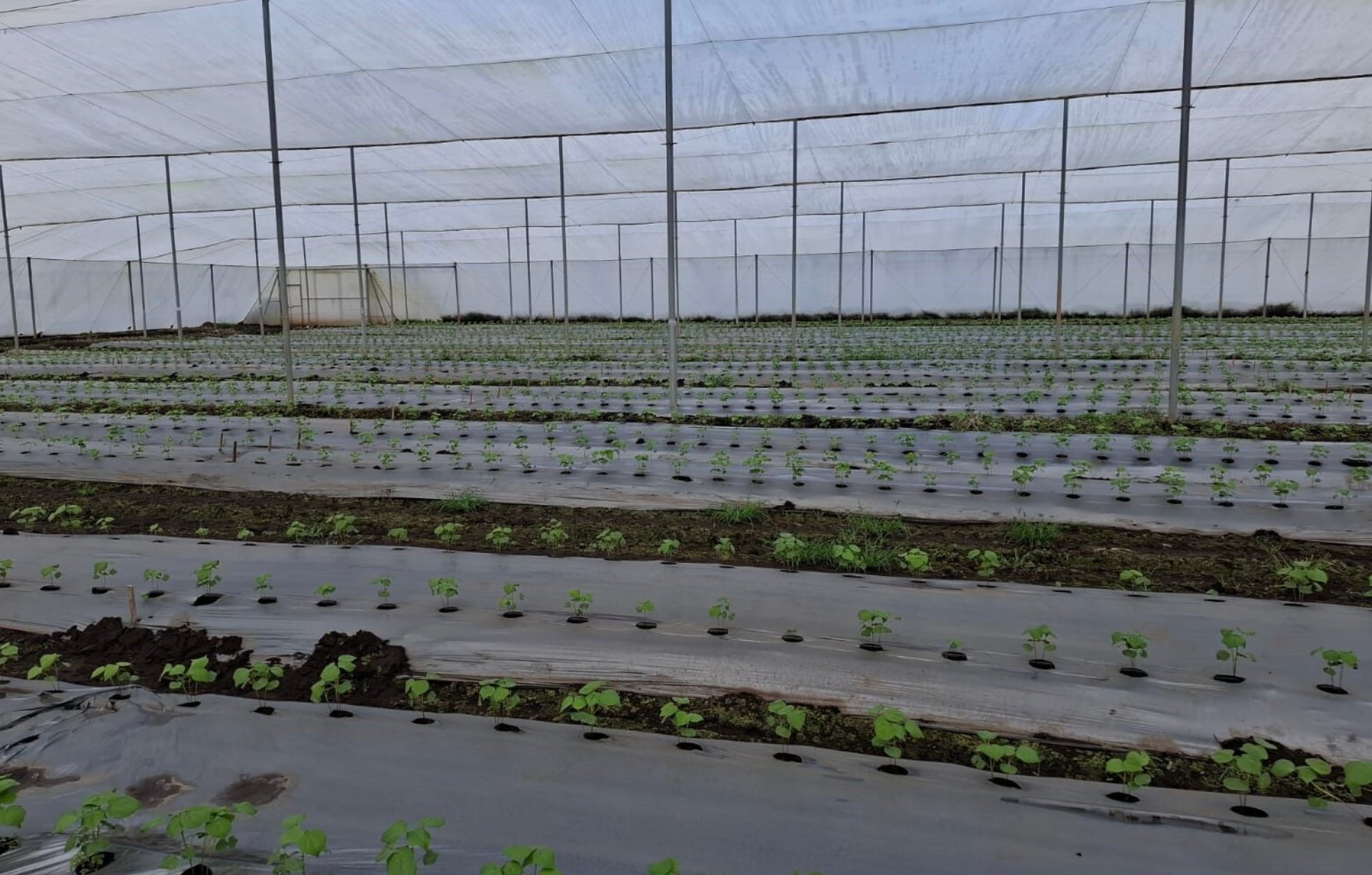 Invernaderos y casas malla forman parte de la infraestructura que impulsa la innovación en el sector. Cortesía: Bayer