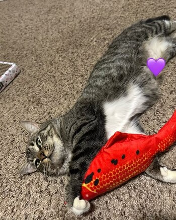 El avance de Lulu desde