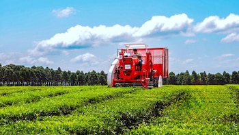 La confianza y las intenciones