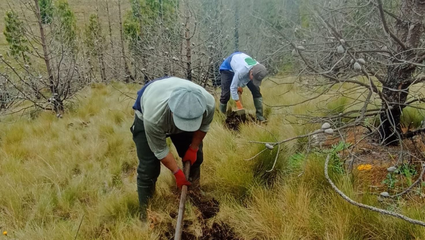 El proyecto de restauración ambiental incluyó la instalación de pino patula y aliso para proteger los suelos y las fuentes de agua en la cuenca Chancay-Lambayeque.