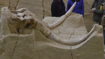 Encuentran restos de más de 60 mamuts de hasta 232.000 años en una trampa natural en Dakota del Sur