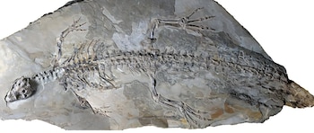 Esqueleto fósil oscuro y alargado de un reptil con cráneo, columna vertebral y extremidades visibles, incrustado en una losa de roca gris claro de textura rugosa