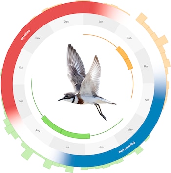 Gráfico circular con meses del año, franjas de colores que marcan etapas del ave y un ejemplar en vuelo con alas extendidas en el centro