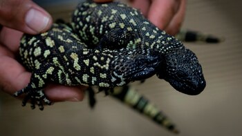 Las imágenes de los dos