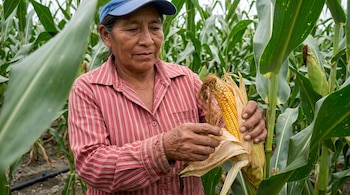 Una mujer con gorra azul y camisa de rayas sostiene una mazorca de maíz entre las plantas de un cultivo.