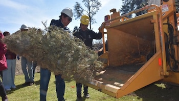 Edomex impulsa reciclaje de árboles