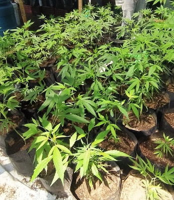 Cáñamo en Colombia