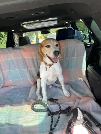 Casey compartía actualizaciones en todo momento sobre el posible paradero de su mascota.