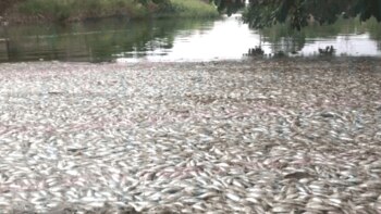Extraño fenómeno en la Laguna