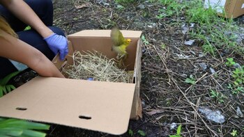Aves, reptiles y mamíferos silvestres