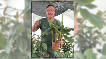 Ángel Illescas, floricultor: “Esta planta es ideal para dar toques tropicales a tu casa”