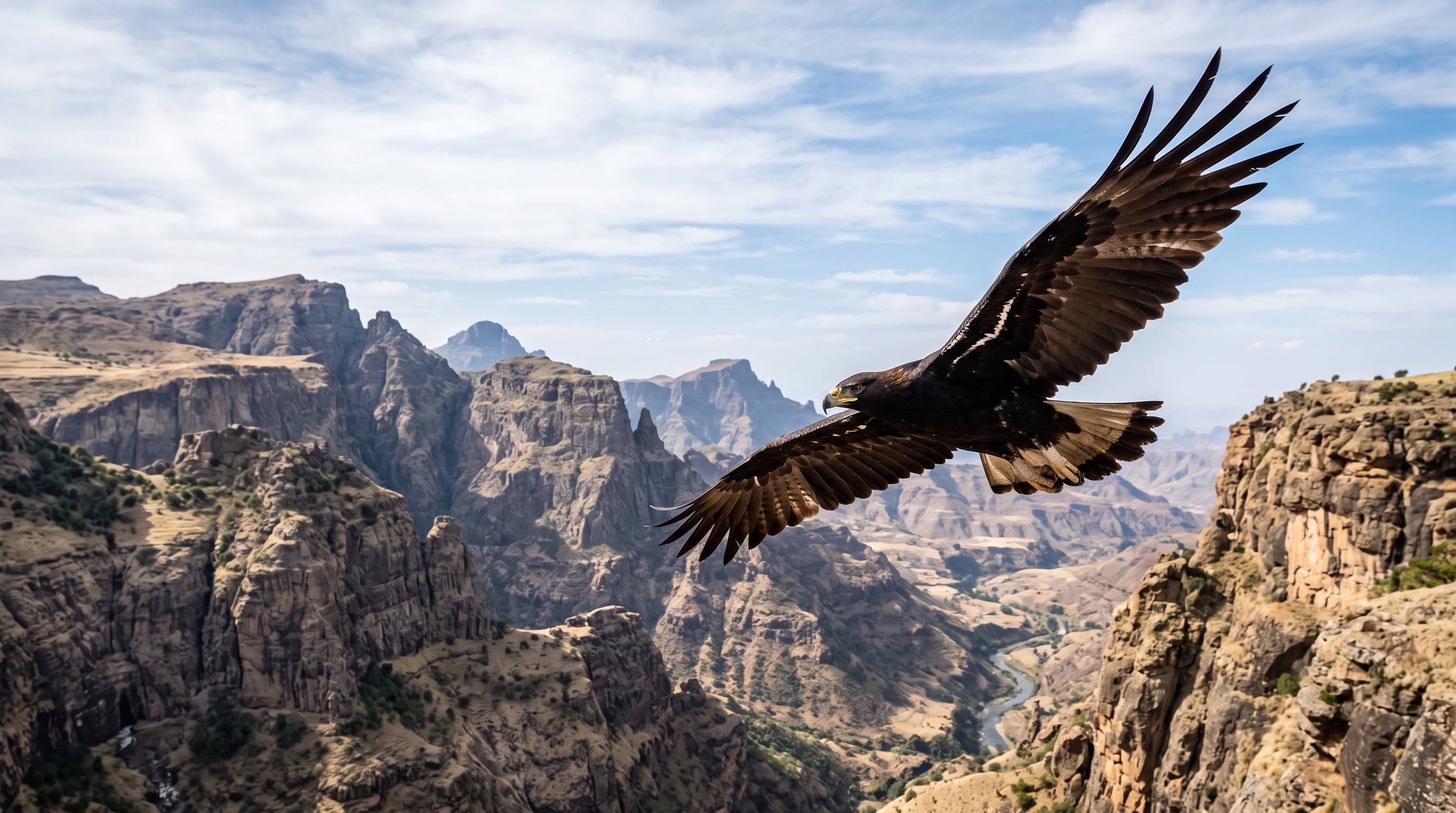 El águila de Verreaux habita en zonas montañosas de África y basa su dieta principal en los damanes roqueros (Imagen Ilustrativa Infobae)
