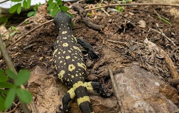 Los expertos buscan desmentir los mitos sobre el niño dormido para que las comunidades protejan al lagarto escorpión y su hábitat.