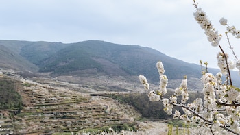 Los paisajes de Valle del Jerte: la primavera española que se acerca a Japón con millón y medio de cerezos
