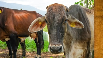 Con el 80% del ganado registrado, Costa Rica fija el 26 de octubre para la trazabilidad oficial en busca del fin del contrabando de carne