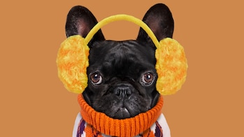 Cómo calmar a los perros