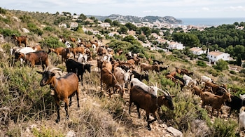 Decenas de cabras pastan en una ladera con vegetación baja y seca, con casas blancas y el mar al fondo.