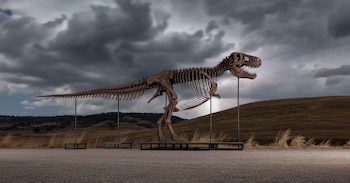 Esqueleto completo de dinosaurio Tyrannosaurus rex de color marrón oscuro sobre soportes metálicos negros en un paisaje árido con colinas y cielo nublado