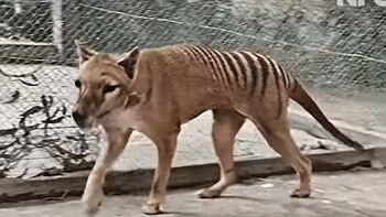 Recrean un video a todo color del último tigre de Tasmania vivo