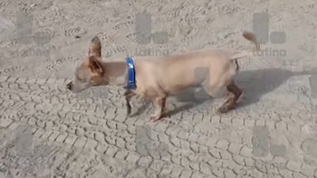 Una perrita sobrevive al accidente