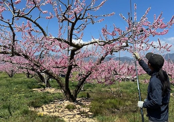 La floración del cerezo en la región de Yamanashi. (Worldpackers)