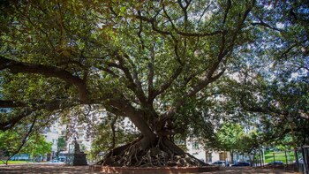 Cómo se preservan los árboles