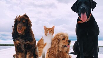 Los cuatro caninos y el