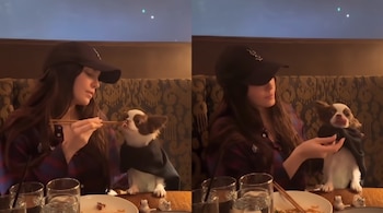Una mujer le da comida con palillos a un perro chihuahua junto a vasos y platos en una mesa.