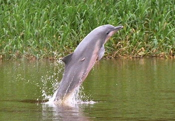 A gray dolphin (Sotalia fluviatilis) is pictured at the Amazon river, in Amazonas, Colombia January 29, 2011. Picture taken January 2011. Gabriel Vargas/Omacha Foundation/Handout via REUTERS. ATTENTION EDITORS - THIS IMAGE WAS PROVIDED BY A THIRD PARTY. NO RESALES. NO ARCHIVE.