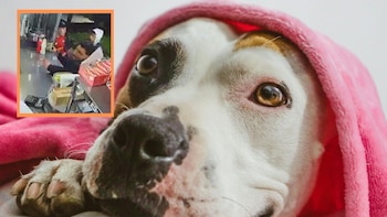 Robo de alcancía con donaciones