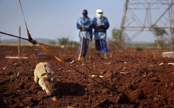 La iniciativa de APOPO en Tanzania desafiaba las normas tradicionales de detección